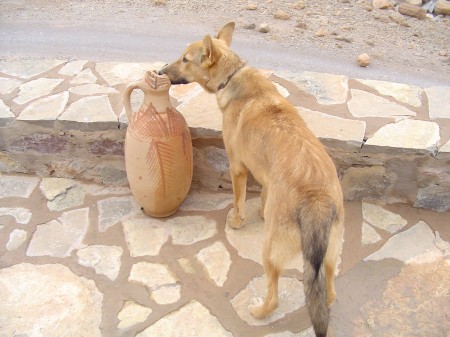mi-chien mi-fenec.jpg